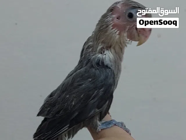 فروخ تأكيل يدوي روز