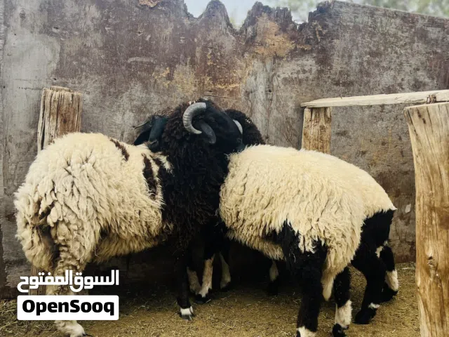 ثلاث اضاحي عيد للبيع