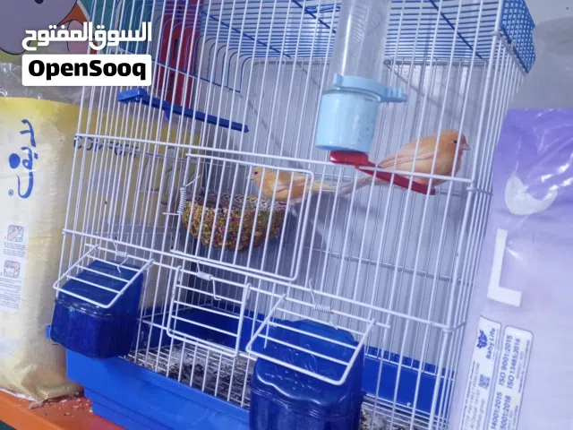 للبيع كناري لون برتقالي نوع شيرازي نثيه وفحل زوج