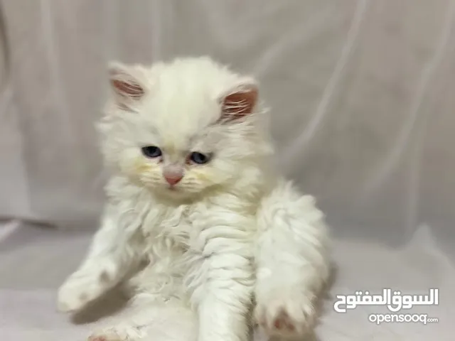 قطط شيرازي للبيع