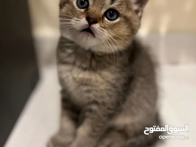 British Shorthair male, NY 25 (Chinchilla), 50 days old