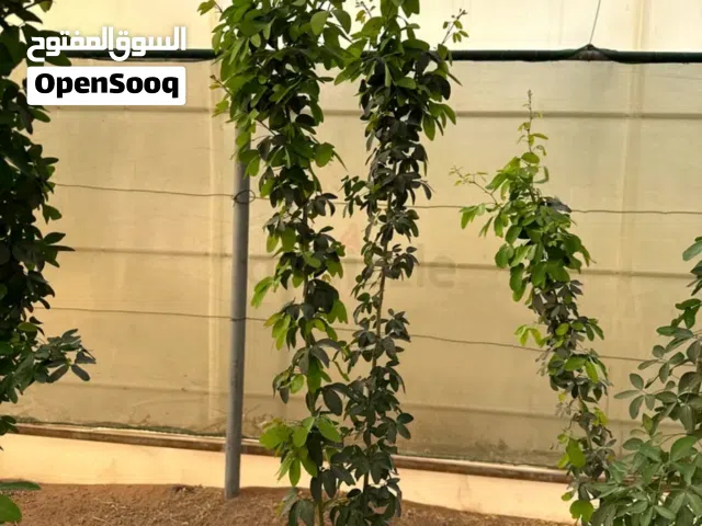 Beautiful outdoor plants for your home