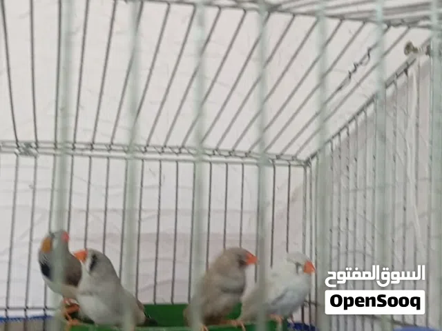 جوزين فنقز