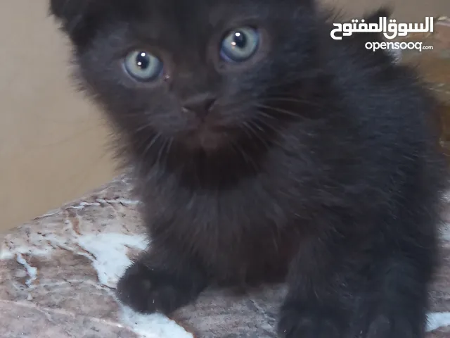 قط سكوتش فولد اسود عمر شهرين