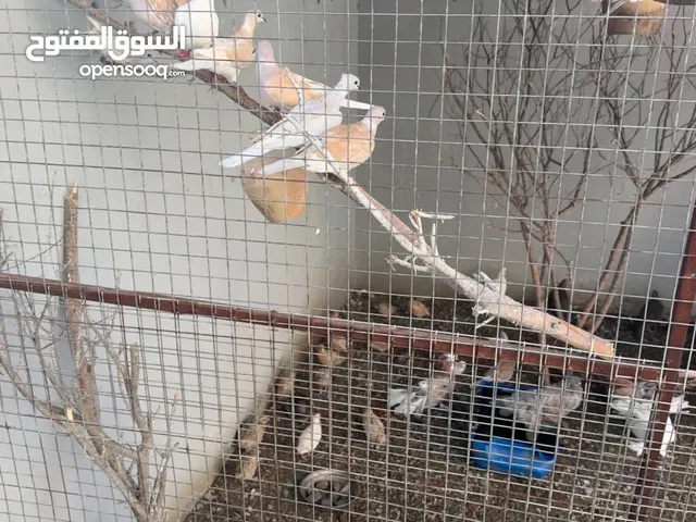 حمام بري للبيع الحبه 800بيسه وزوج الحجل