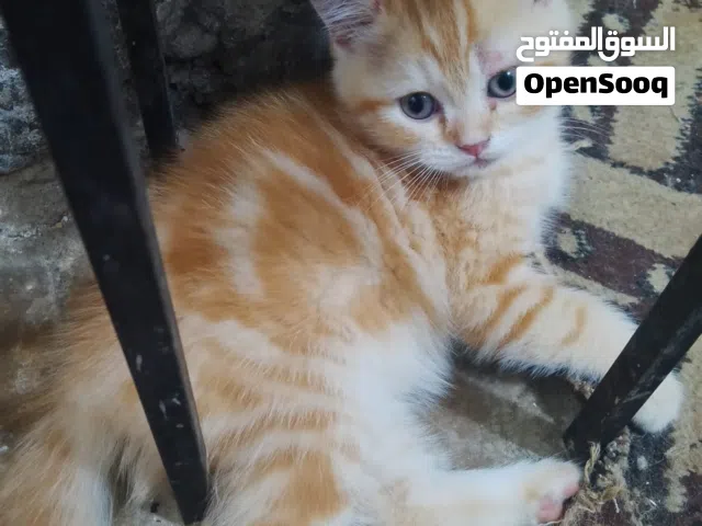 قطط شيرازي بيرشن للبيع بسعر مناسب   قطط لعوبين وبصحه جيده ممتازه  متعلمين ع لتر و ع الاكل دراي فود