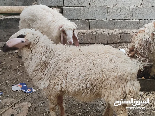للبيع طليان 3 فحله 2 و نثيه 1 كلهن اسمان وصاحيات رقمي بلوصف حلال صاحي وملقح مكاني بصره التنومه، ،،،،