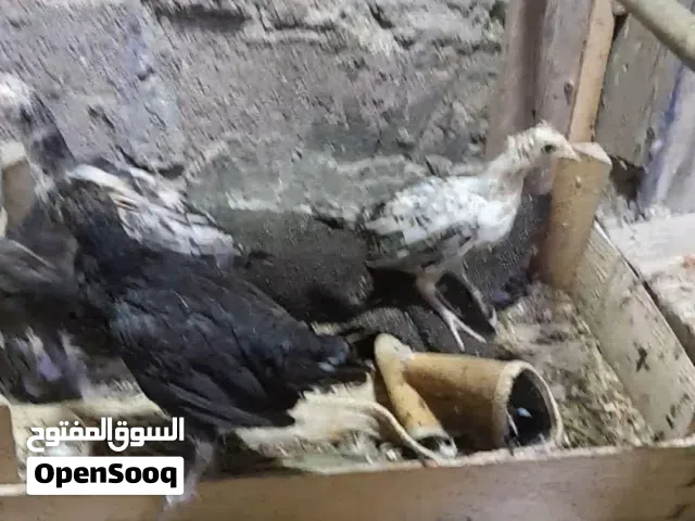 افراخ دجاج ابو الكعكولة  وعادي كله عرل