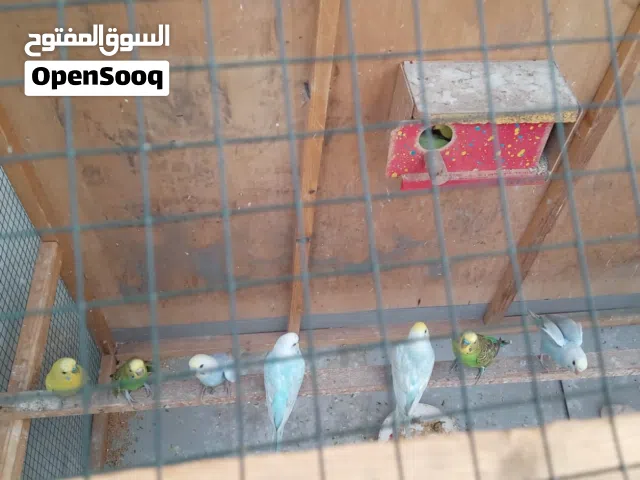 طيور الحب بيهن زوج عادي والبقيه تركيبه شوف الوصف