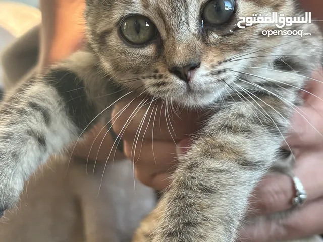 Bengal mixed with British Shorthair