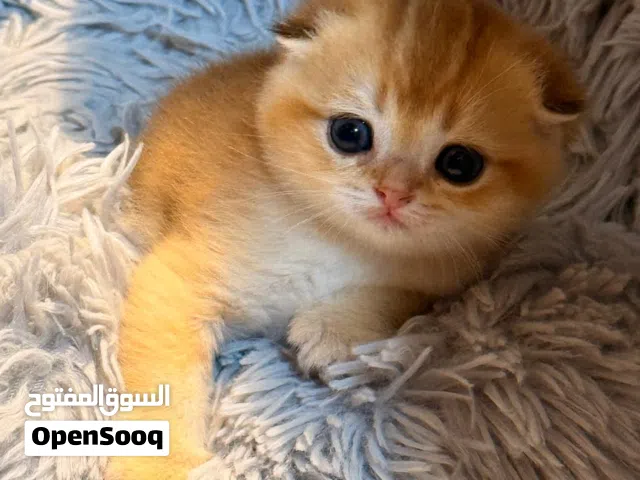 سكوتش فولد جولد مع بدقري  Scottish fold gold ny12 with pedigree