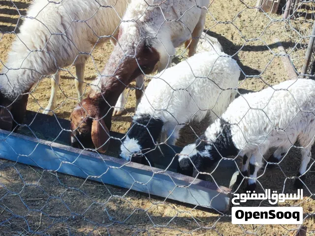 متوفر نعجتين للبيع كاش فقط