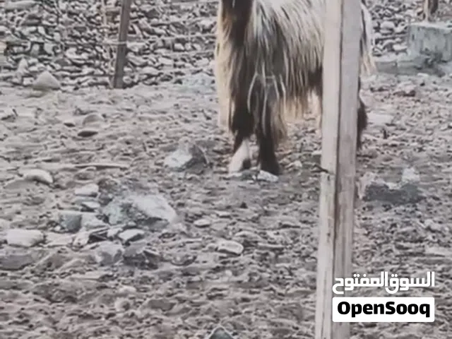 للبيع صخله من حلال بني سعيد