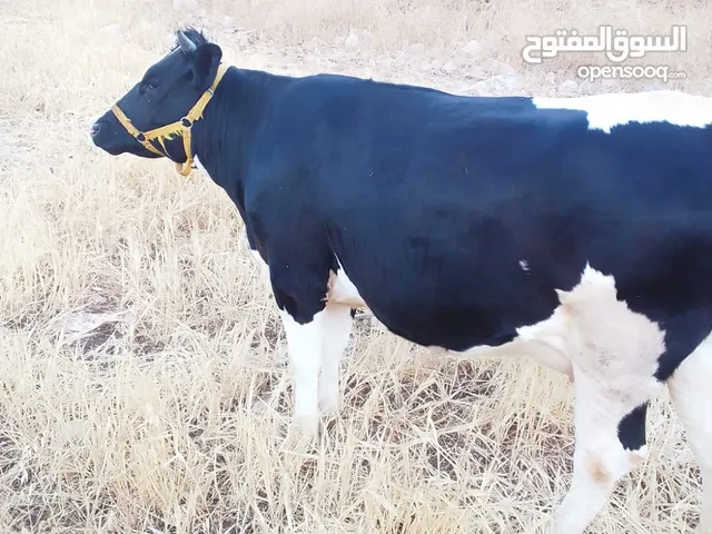 عجلات بجاجير
