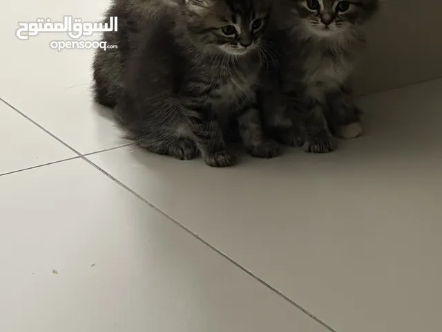 قطط كتن مكس شيرازي