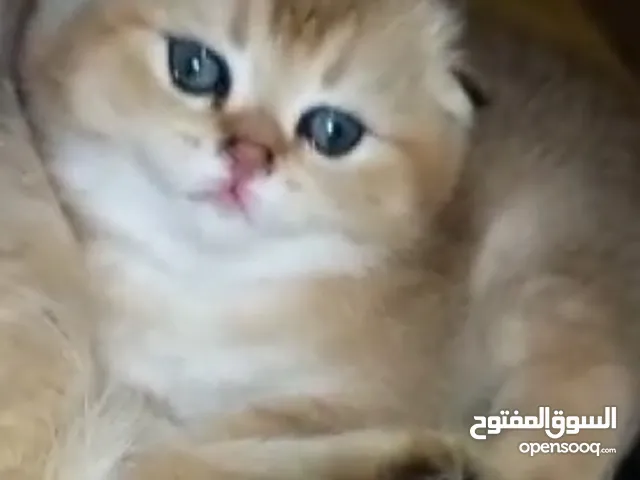 قولد ny12 سكوتش فولد