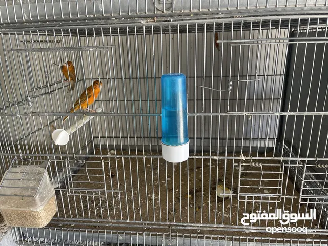 خمس جواز كنار شغالات