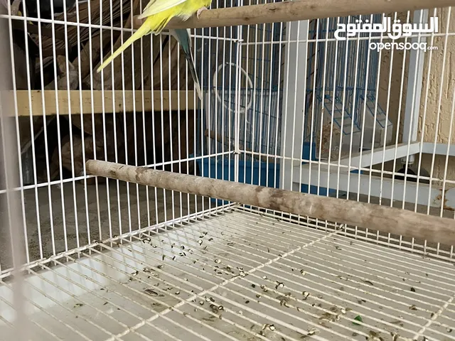 باجي أنثى و ذكر حق انتاج واحد متكلم واحد غير متكلم راس الخيمه
