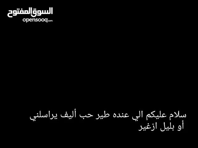 الي عنده طير حب أليف يراسلني