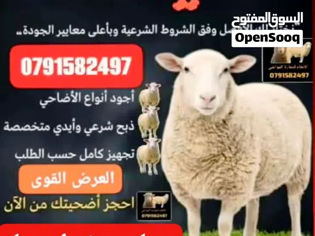 أضاحي وعقايق ونذور