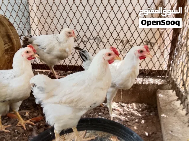 دجاج فرنسي كلمبي بيور