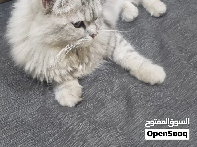 قط شيرازي جميل للبيع  قط منزلي طويل الشعر بلون فضي مخطط، يتميز بفرو كثيف وناعم وذيل منفوش. النوع :