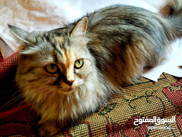 قطة شيرازي نظيف مدربه السعر 35000الف