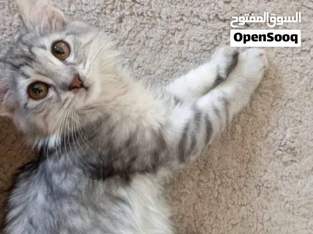 بسه أليف يحبون اللعب