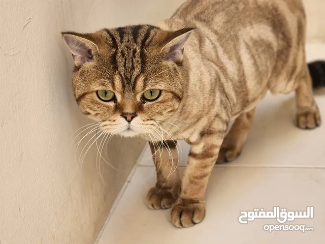 It is irish breed 2 years fully trained