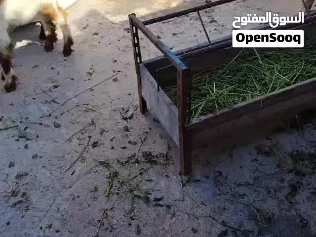 8 جديان ما شاء الله تبارك الله