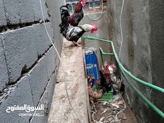 ديك كويتي للبيع سعر الواحد40الف
