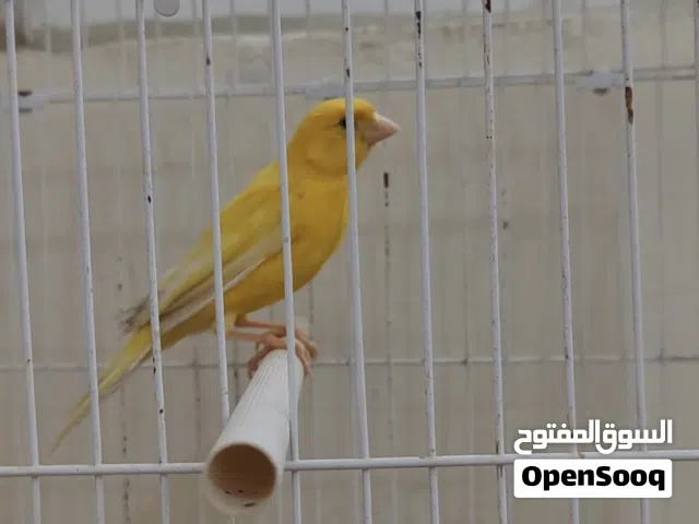 طيور كنار نخب فضل من الله