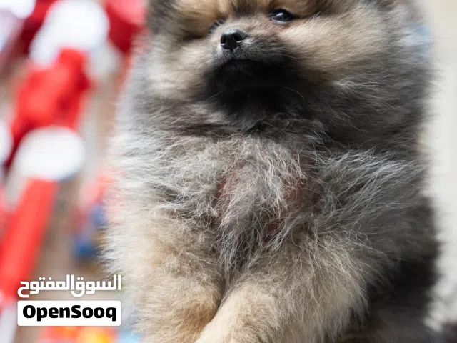 مجموعه جراء بوميرنيان مميزه باسعار مغريه ومناسبه