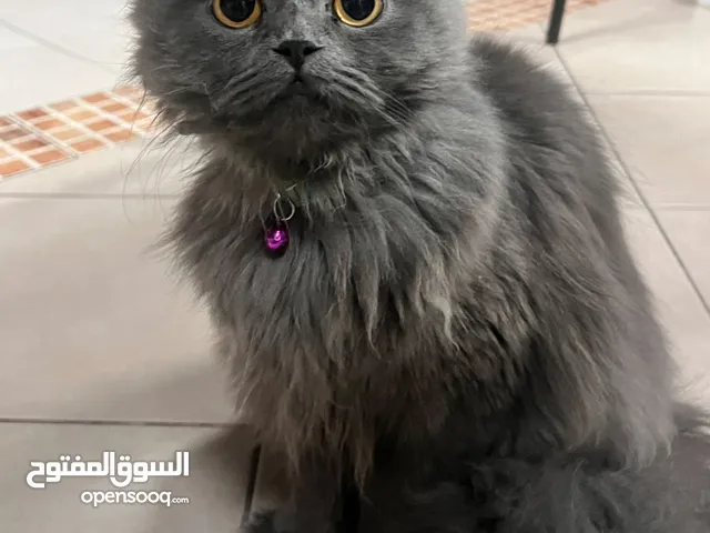 Persian Shirazi ,9 months, Vaccinated