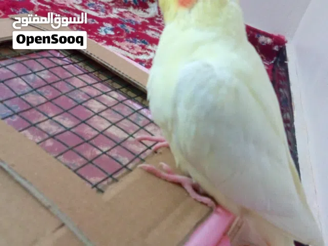 فراخ كوكتيل الاتينو ترويض صحة100٪