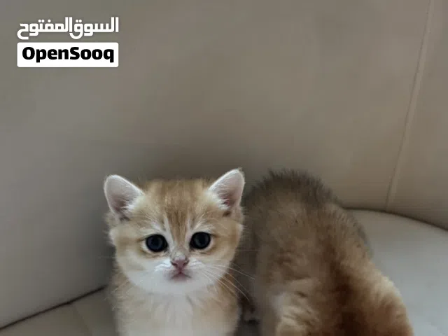 british shorthair, بريتش شورت هير