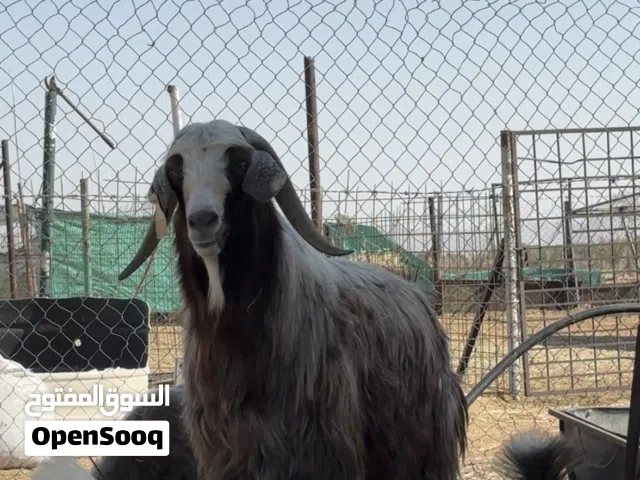 تيس فحل سعيدي فاخر