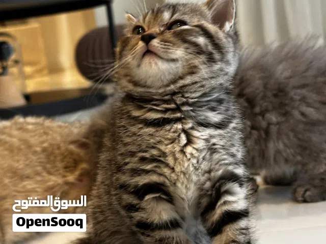 أنثى سكوتش للبيع