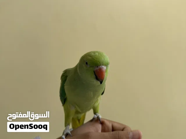 بغبغاء دره أليف مع الستاند