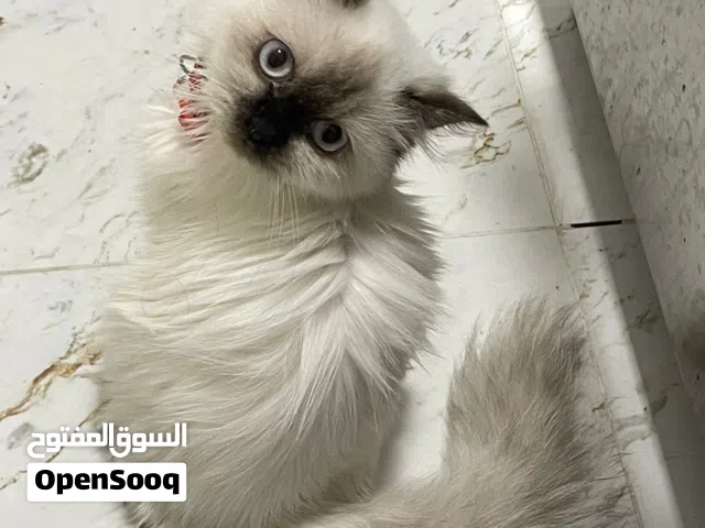 هملايا انثى للتبني مجانا