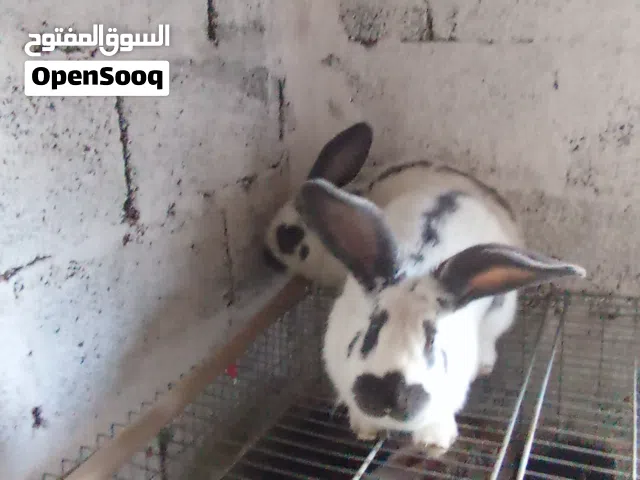 السلام وعليكم متوفر بابيون زوز انتيات و ذكر رسم فل