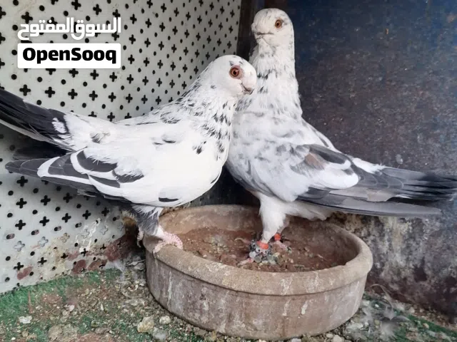 للبيع اربع جواز شغالين