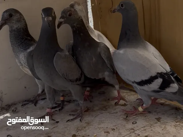 7 حبات طيور حمام للبدل على كنارات او بيع بسعر حررررررق