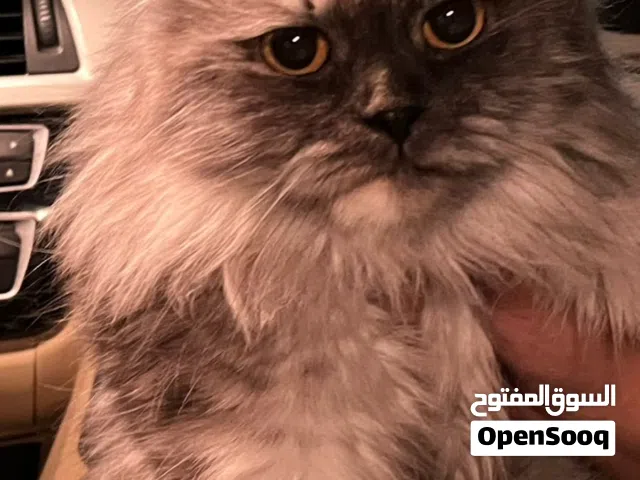 قطة بريطانية اسكتلندية