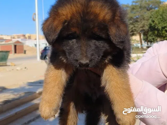 جيرمن شيبرد