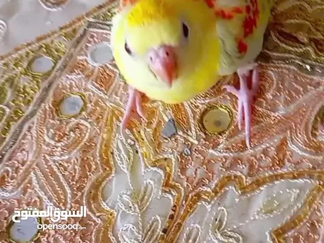 للبيع فرخ روزيلا أو مزمير