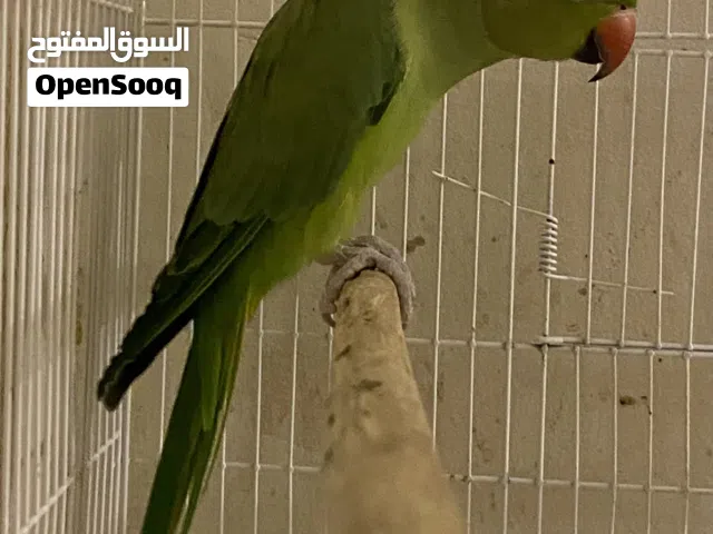 ببغاء متو اليف مع القفص 23