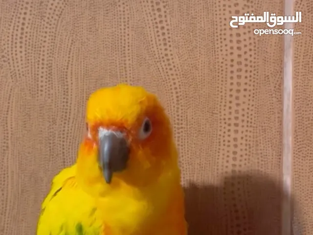 ببغاء صن كونور متوفر الان في الأردن بسعر مميز فقط 200 دينار لعوب وأليف
