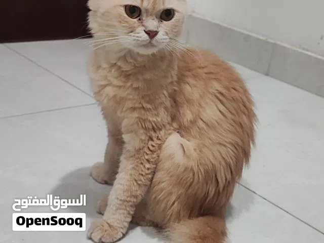 قطه لتبنى وليس للبيع