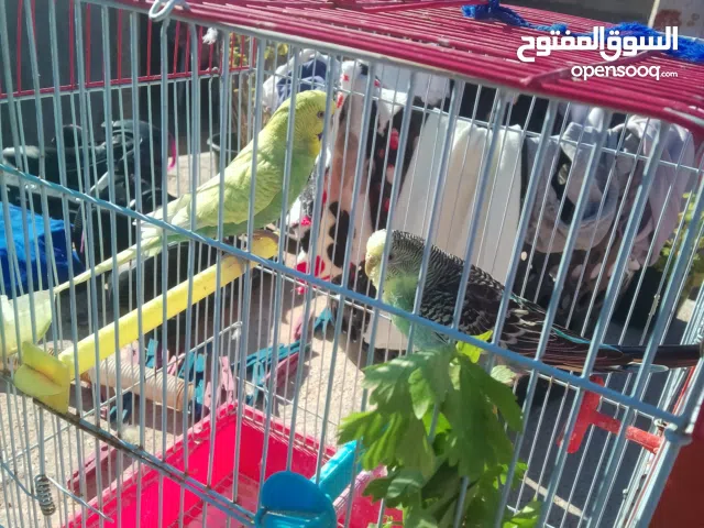 عصفورين بالقفصف وكل الأشياء الازمة